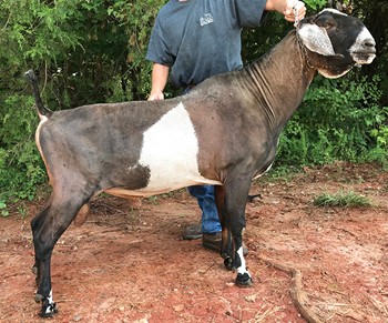 GCH Lakeshore Ace Bellagio