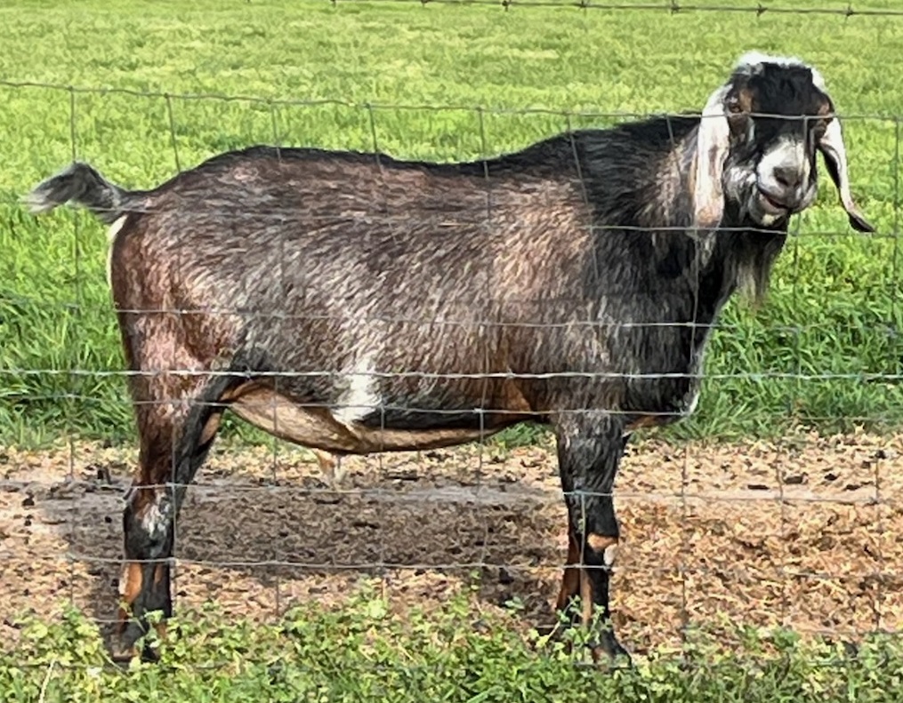 J&M Hideaway Ace Ferrari